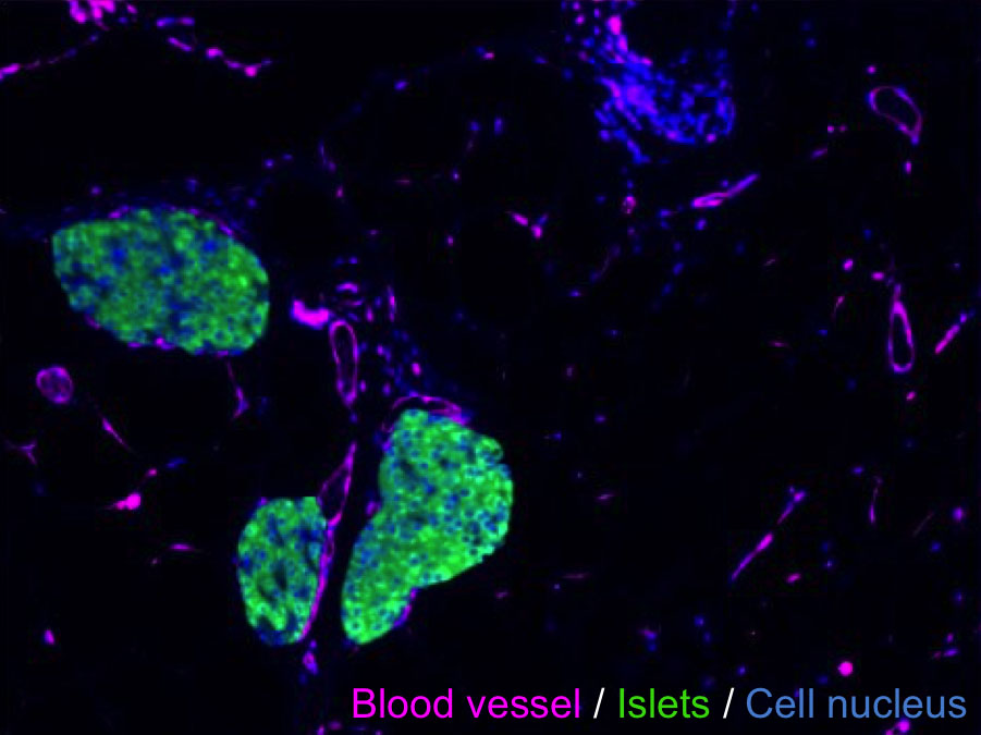 Islet immunohistochemistry