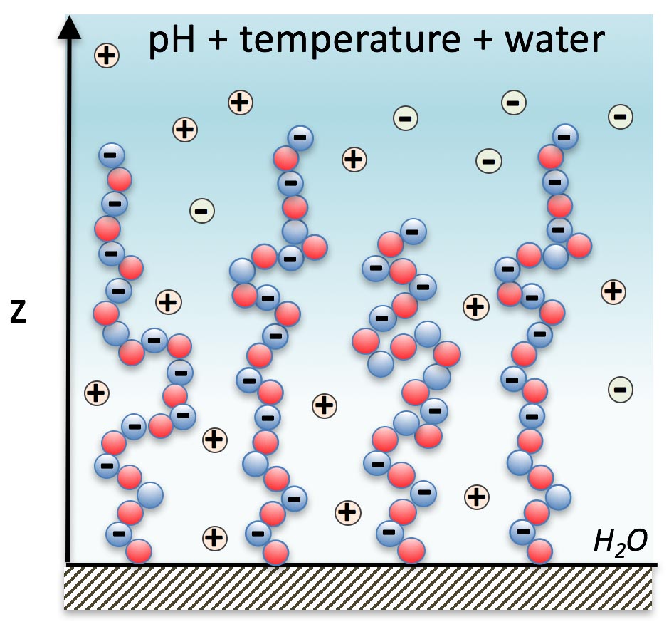 Modeling of polymer surface comformation