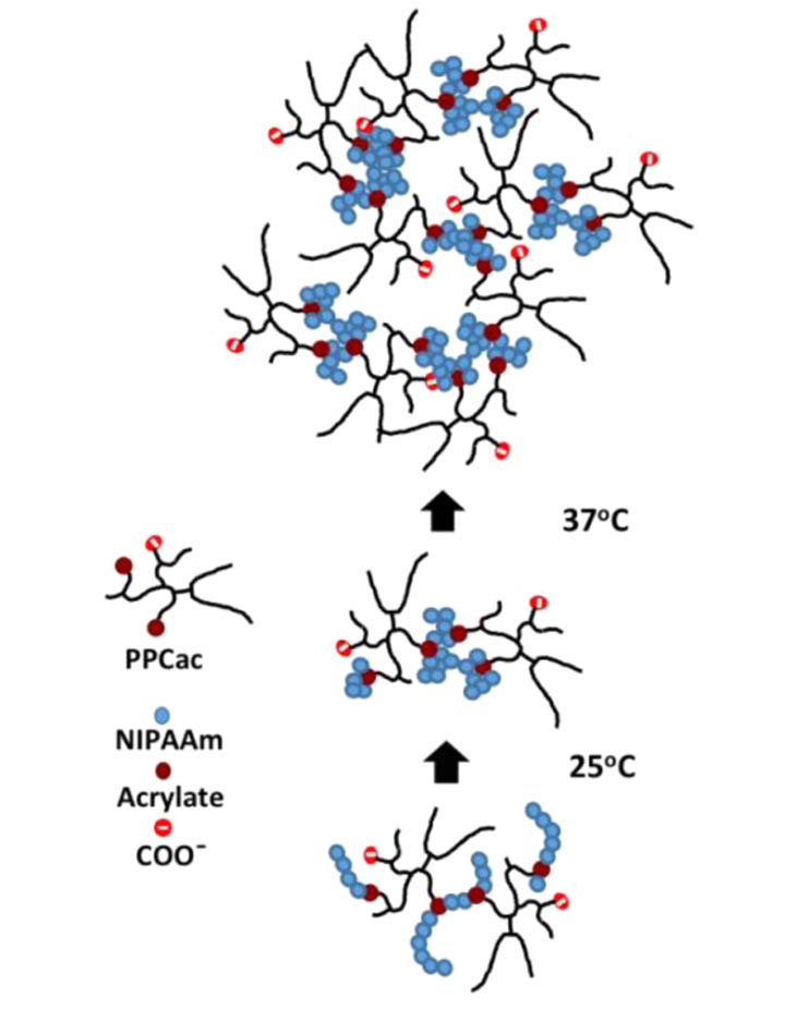 Mechanism of thermoresponsive hydrogel transition